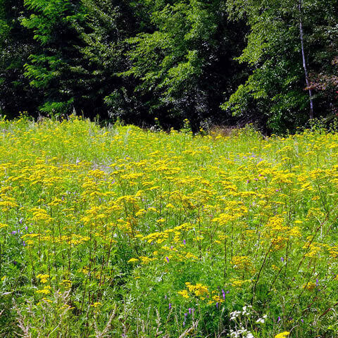 TANACETUM VULGARE