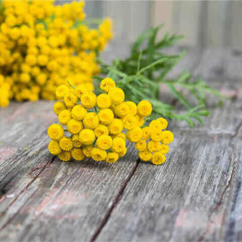 TANACETUM VULGARE - Common Tansy