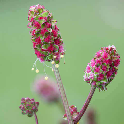 SANGUISORBA MINOR