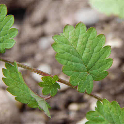 SANGUISORBA MINOR