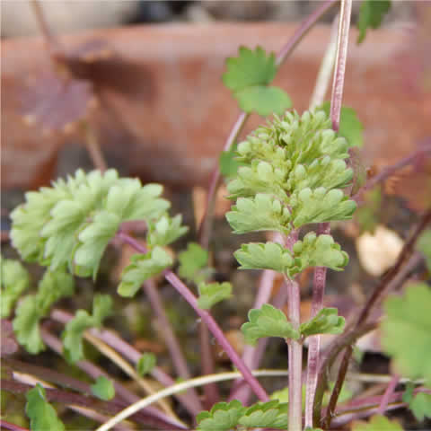 SANGUISORBA MINOR