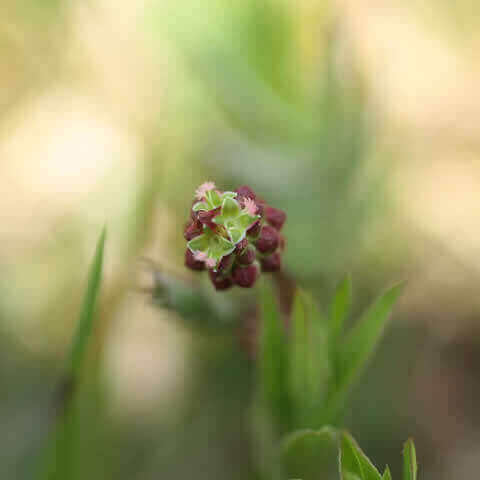 SANGUISORBA MINOR