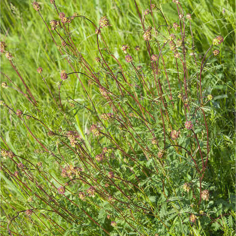 SANGUISORBA MINOR