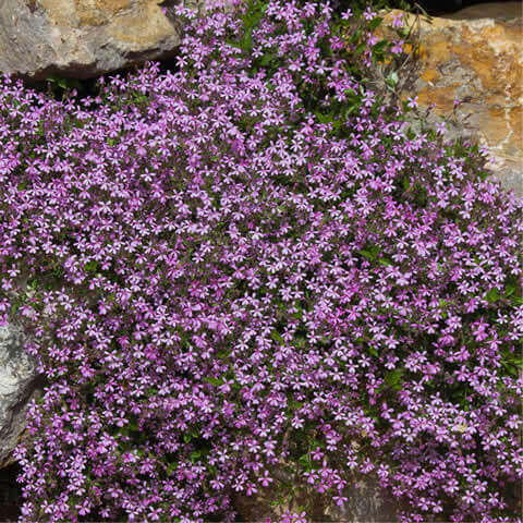 SAPONARIA OCYMOIDES - Falsa alfabrega