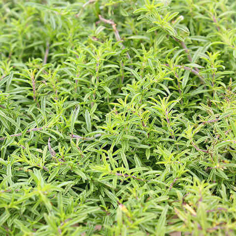 SATUREJA HORTENSIS - Ajedrea de jardn