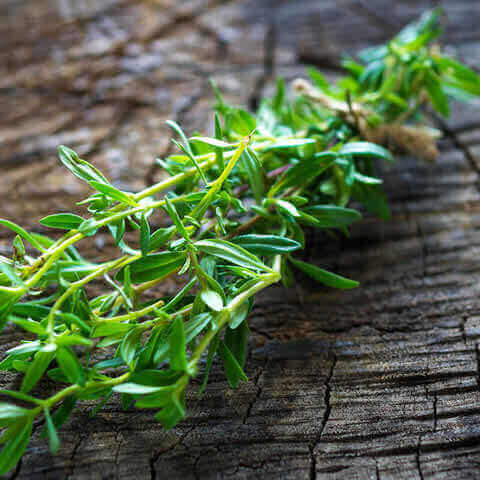 SATUREJA HORTENSIS - Summer Savory