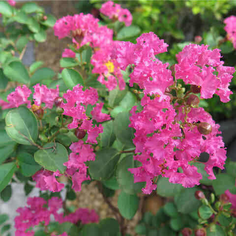 LAGERSTROEMIA INDICA