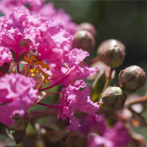 LAGERSTROEMIA INDICA - Fucsia Crape Myrtle #1