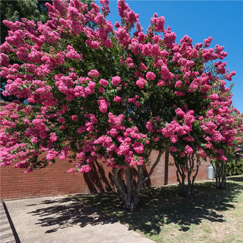 LAGERSTROEMIA INDICA
