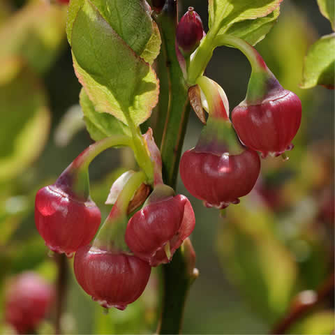 VACCINIUM MYRTILLUS