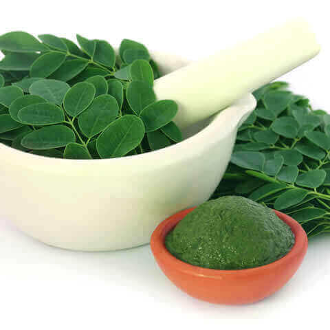 MORINGA OLEIFERA PMK1