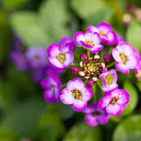 LOBULARIA MARITIMA Rosie O''Day