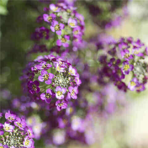 LOBULARIA MARITIMA Rosie ODay - Aliso de mar