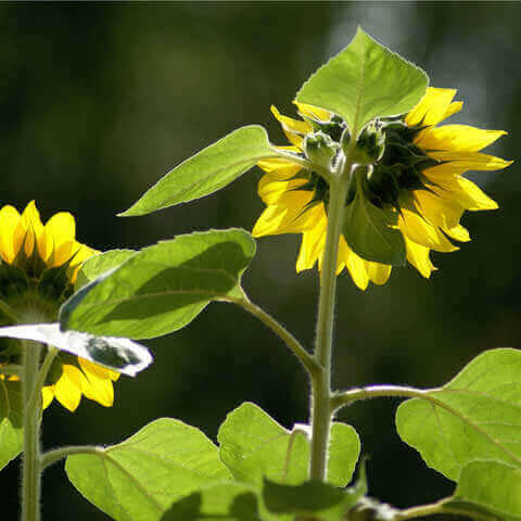 HELIANTHUS ANNUUS GIGANTEUS - Giant Sunflower