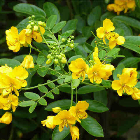 SENNA SPECTABILIS