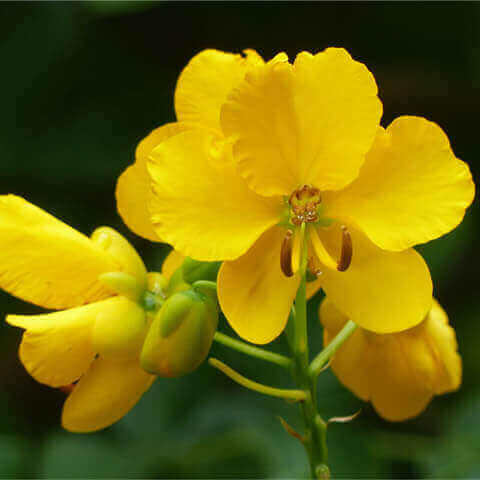 SENNA SPECTABILIS