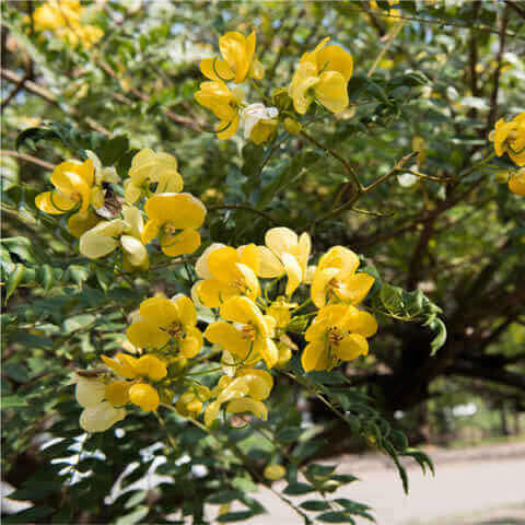 SENNA SPECTABILIS