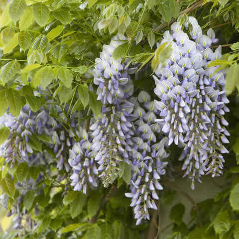 WISTERIA FLORIBUNDA - Japanese Wisteria