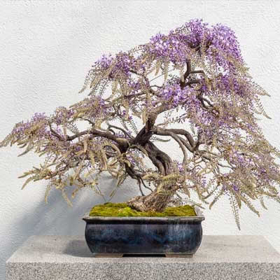 Glycine du Japon floribunda - Achat direct au producteur