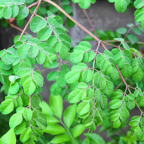 MORINGA OLEIFERA PMK1