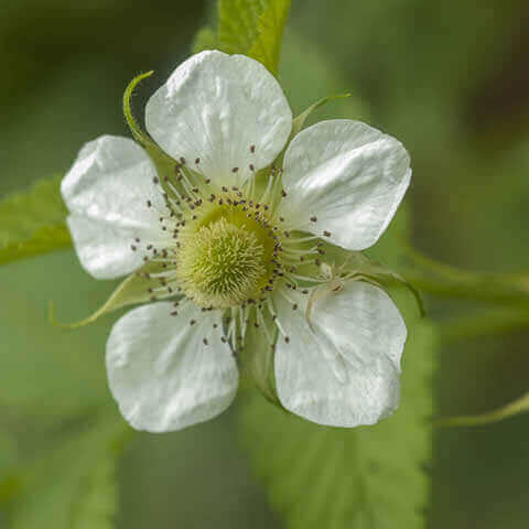 FRAGARIA VESCA Alpine Strawberry-Baron von Solemacher