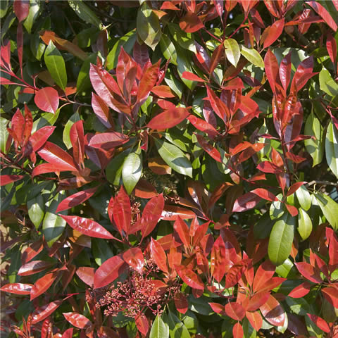 PHOTINIA x FRASERI Red Robin