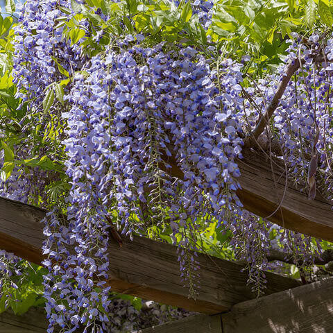 WISTERIA SINENSIS