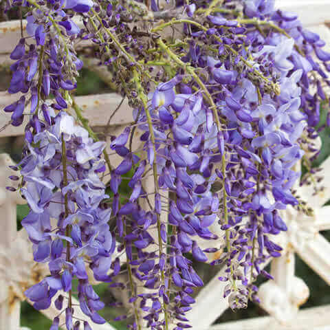 WISTERIA SINENSIS