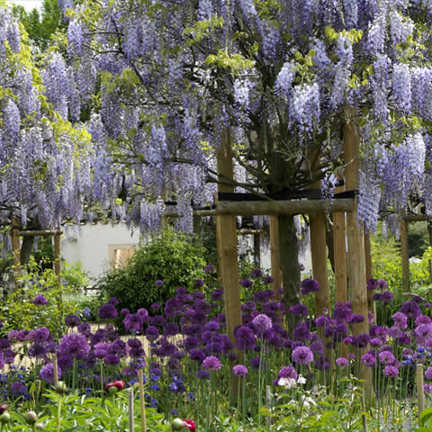 WISTERIA SINENSIS - Chinese Wisteria