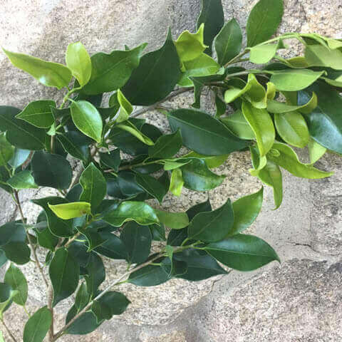 FICUS NITIDA - Ficus Ginseng