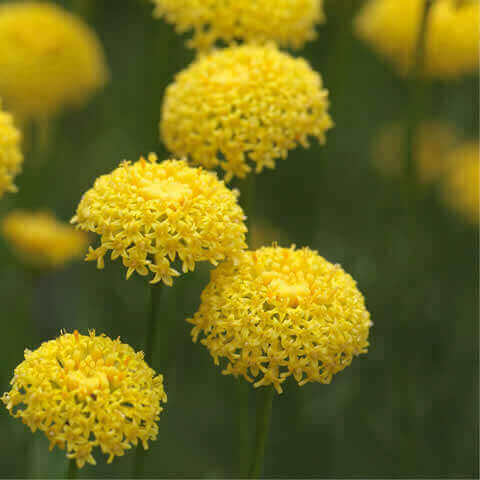 SANTOLINA ROSMARINIFOLIA - Botonera