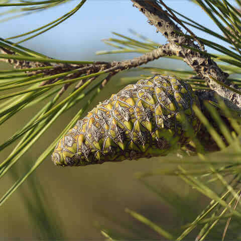 PINUS BRUTIA