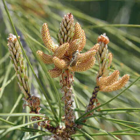 PINUS BRUTIA