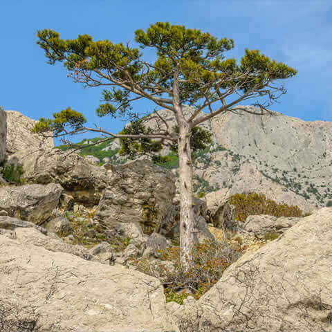 PINUS BRUTIA