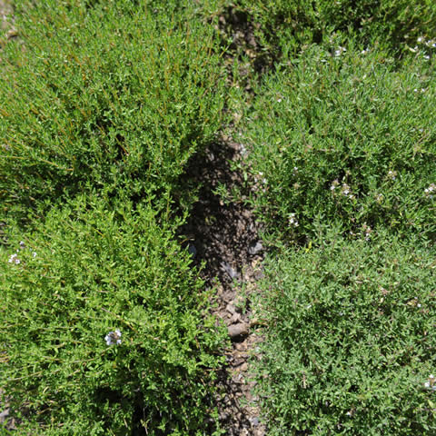 THYMUS VULGARIS - Tomillo de invierno