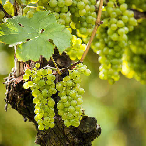 VITIS VINIFERA