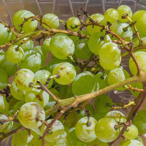 VITIS VINIFERA