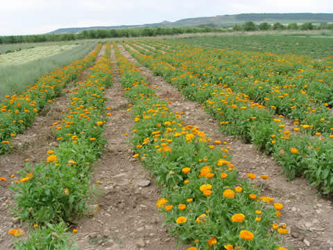 CALENDULA OFFICINALIS - Maravilla