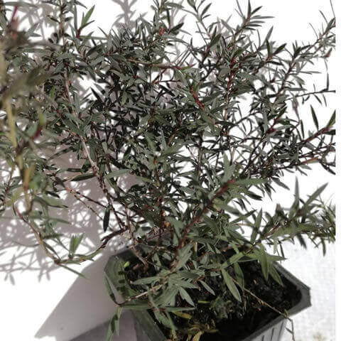 LEPTOSPERMUM SCOPARIUM Red Damask - Godet 7,5cm