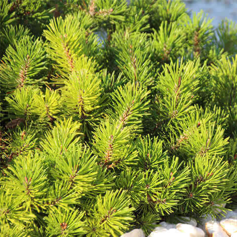 PINUS MUGO subsp. PUMILIO