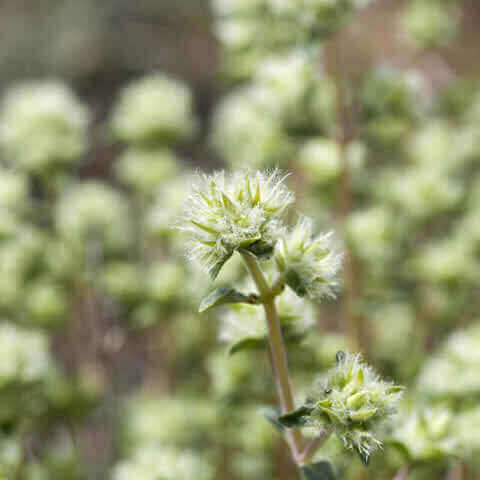 THYMUS MASTICHINA