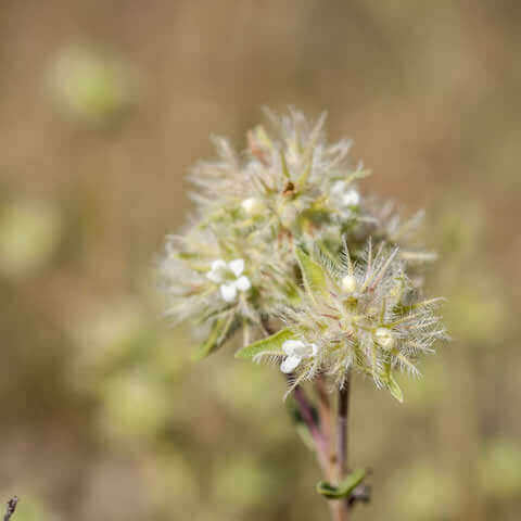 THYMUS MASTICHINA
