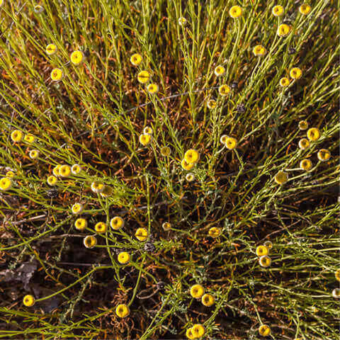 SANTOLINA ROSMARINIFOLIA - Botonera