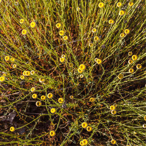 SANTOLINA ROSMARINIFOLIA - Green Lavender Cotton