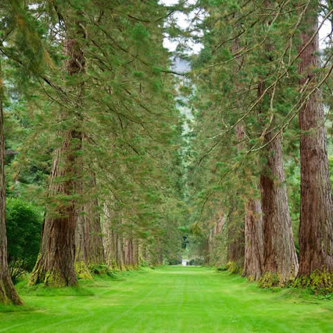 SEQUOIADENDRON GIGANTEUM
