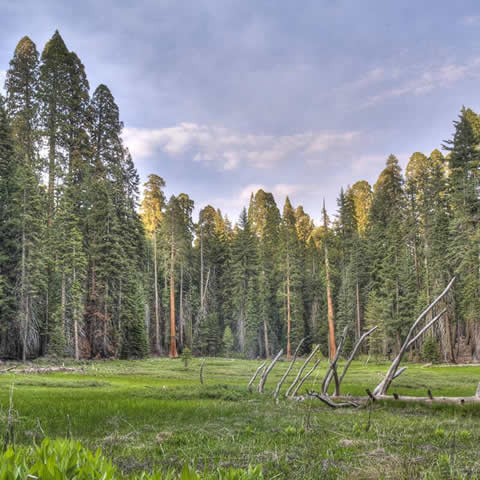 SEQUOIADENDRON GIGANTEUM