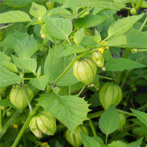PHYSALIS IXOCARPA