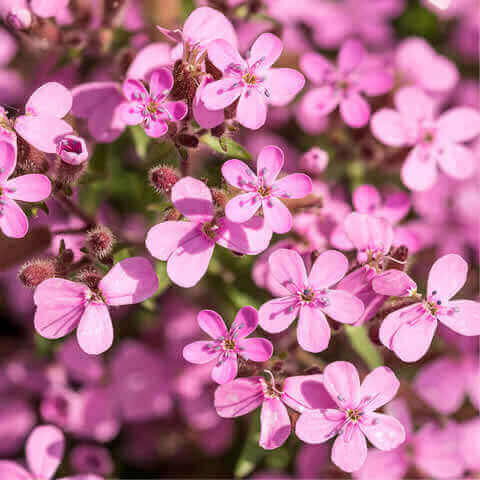 SAPONARIA OCYMOIDES - Falsa alfabrega