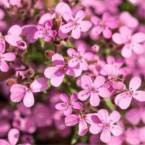 SAPONARIA OCYMOIDES - Rock Soapwort