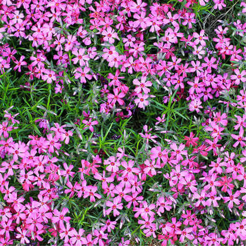 SAPONARIA OCYMOIDES - Falsa alfabrega